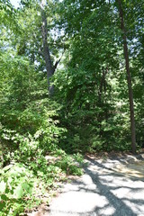 A VIEW OF THE TREE LINE ON A NOLAND TRAILS HIKE