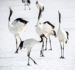 Obraz premium Dancing Cranes. The ritual marriage dance of cranes. The red-crowned crane. Scientific name: Grus japonensis, also called the Japanese crane or Manchurian crane, is a large East Asian Crane.