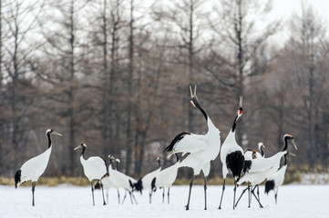 Obraz premium Dancing Cranes. The ritual marriage dance of cranes. The red-crowned crane. Scientific name: Grus japonensis, also called the Japanese crane or Manchurian crane, is a large East Asian Crane.