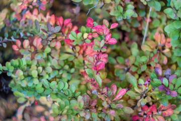 Autumn has come, autumn is here. Yellow, red, crimson leaves of barberry. Bare branches with spikes, thorns. Red berries of barberry. Day, overcast, windy.