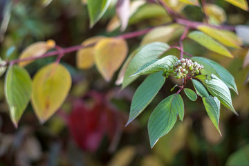 Autumn has come, autumn is here. Yellow, crimson and colorful leaves on the branches of trees and shrubs. Bright, unusual colors of the leaves against the sky. Day, overcast, windy.
