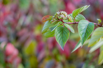 Autumn has come, autumn is here. Yellow, crimson and colorful leaves on the branches of trees and shrubs. Bright, unusual colors of the leaves against the sky. Day, overcast, windy.
