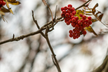 Autumn has come, autumn is here. Yellow leaves, bare branches and red bunches of rowan berries against a blue sky. Day, overcast, windy.