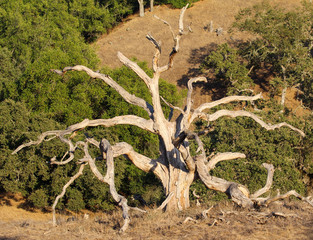 Old oak tree in Northern California