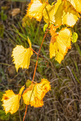 Yellow Leaves on a Twig