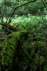 Obraz premium Fallen tree. The tree is covered with moss in the forest.