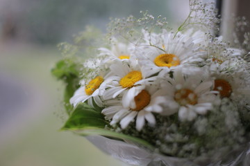 Bouquet of daisies on a light background