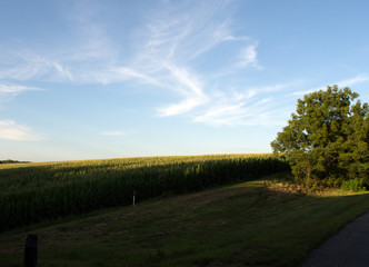 Fototapeta na wymiar Blue sky and white clouds over a green cornfield.