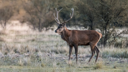 Naklejka na ściany i meble Male Red Deer, in rut season, La Pampa, Argentina