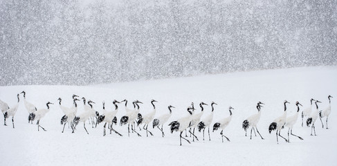 Japanese cranes in snowfall. The red-crowned crane. Scientific name: Grus japonensis, also called the Japanese crane or Manchurian crane, is a large East Asian Crane. Winter season. - obrazy, fototapety, plakaty