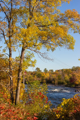 Fototapeta na wymiar Autumn Tree By a Waterway