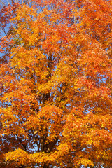 Orange Sugar Maple Foliage