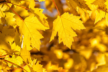 Naklejka na ściany i meble Backlit Maple Leaves in Autumn