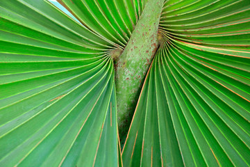 Brown leaf of overlord