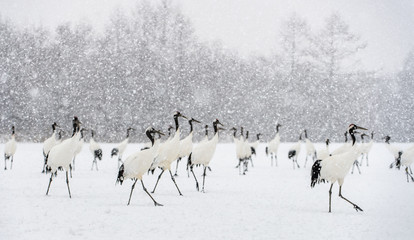Japanese cranes in snowfall. The red-crowned crane. Scientific name: Grus japonensis, also called the Japanese crane or Manchurian crane, is a large East Asian Crane. Winter season.