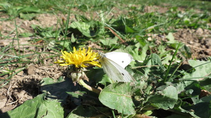 White butterfly