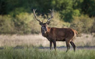 Male Red Deer, in rut season, La Pampa, Argentina