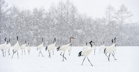 Japanese cranes in snowfall. The red-crowned crane. Scientific name: Grus japonensis, also called the Japanese crane or Manchurian crane, is a large East Asian Crane. Winter season.