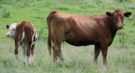 A brown cow and her calf stand in a green field.