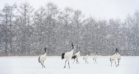 Japanese cranes in snowfall. The red-crowned crane. Scientific name: Grus japonensis, also called the Japanese crane or Manchurian crane, is a large East Asian Crane. Winter season.