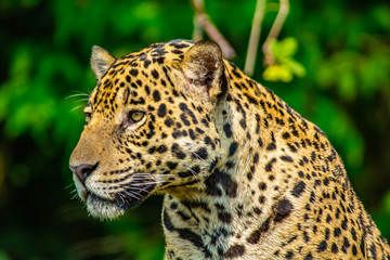 Obraz premium portrait of jaguar