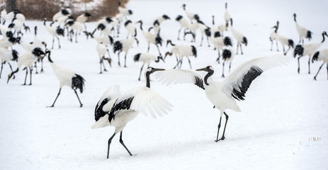 Fototapeta premium Dancing Cranes. The ritual marriage dance of cranes. The red-crowned crane. Scientific name: Grus japonensis, also called the Japanese crane or Manchurian crane, is a large East Asian Crane.