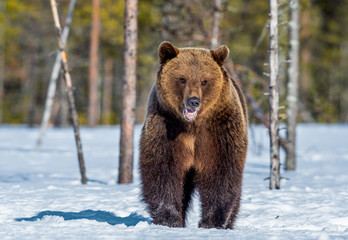 Brown Bear on the snow in spring forest. Front view. Ursus arctos.