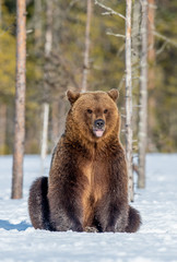 Brown Bear sitting on the snow in spring forest. Front view. Scientific name: Ursus arctos.