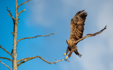 Juvenile White-tailed eagle  in flight. Front view. Sky background. Scientific name: Haliaeetus albicilla, Ern, erne, gray eagle, Eurasian sea eagle and white-tailed sea-eagle. Summer season.