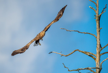 Fototapeta premium Juvenile White-tailed eagle in flight. Front view. Sky background. Scientific name: Haliaeetus albicilla, Ern, erne, gray eagle, Eurasian sea eagle and white-tailed sea-eagle. Summer season.