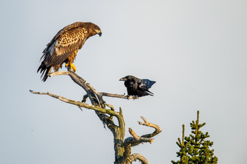 Raven and  White-tailed eagle on the tree. Scientific name: Haliaeetus albicilla, Ern, erne, gray eagle, Eurasian sea eagle and white-tailed sea-eagle. Summer season.