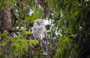 An owl sits on the branches of a fir tree. Ural owl, Scientific name: Strix uralensis. natural habitat, winter season