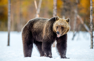 Fototapeta premium Brown Bear on the snow in spring forest Scientific name: Ursus arctos.