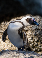 Obraz premium African penguin also known as the jackass penguin, black-footed penguin. Scientific name: Spheniscus demersus. South Africa