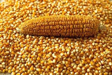 corn kernels and dry corn cob