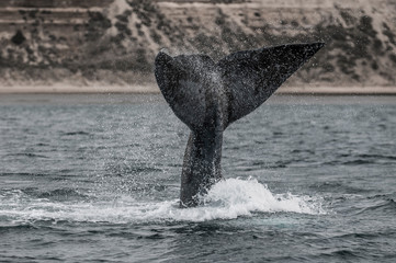 Fototapeta premium Right whale tail, Peninsula Valdes,Patagonia , Argentina
