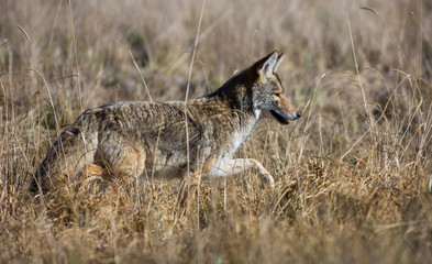 Coyote in a Field Hunting for Mice