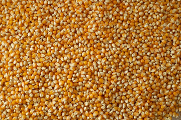 corn texture stock photo, background