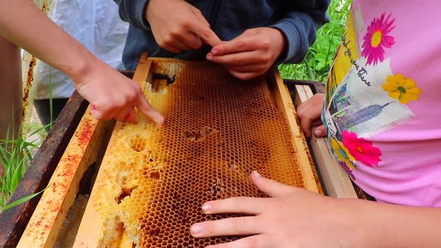 Team of children discovering alveoli from hive&rsquo;s frame filled with honey from bees in apiary. Colorful gold pattern designed by nature. Closeup on hands of boys and girls. Friendship farm. France