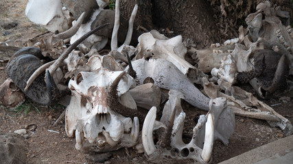 Elephant Bones - Close-up Shot