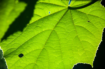 Closeup nature view of Green leaf in garden at summer under sunlight. Natural green plants landscape using as a background or wallpaper.