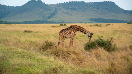 Giraffe Eating Grass