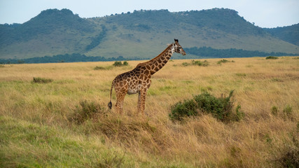 Giraffe Grazing