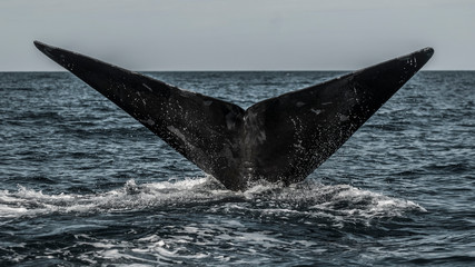 Fototapeta premium Right whale tail, Peninsula Valdes,Patagonia , Argentina