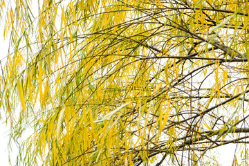 Autumn has come, autumn is here. Yellow, crimson and colorful leaves on the branches of trees and shrubs. Bright, unusual colors of the leaves against the sky. Day, overcast, windy.