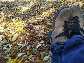 autumn leaves in the park