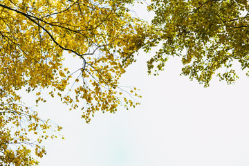 Autumn has come, autumn is here. Yellow, crimson and colorful leaves on the branches of trees and shrubs. Bright, unusual colors of the leaves against the sky. Day, overcast, windy.