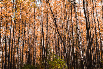 Autumn has come, autumn is here. Yellow, crimson and colorful leaves on the branches of trees and shrubs. Birch trees in the park. Day, overcast, windy.