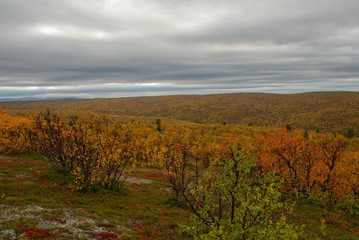 Panorama of mountains and autumn forests of Finnmark, Norway 