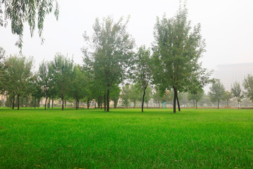 trees and grass in the park